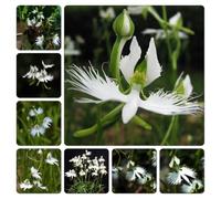 habenaria radiata, Orchidea bianca garzetta, Pecteilis radiata, semi di d'appartamento esotiche semi di ufficio giardino che amano l'ombra, resistenti 150pcs