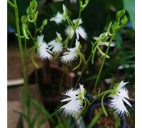 habenaria radiata, Orchidea bianca garzetta, Pecteilis radiata, semi di selvatiche semi di ufficio giardino che amano l'ombra, 55pcs