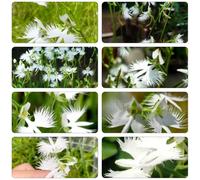 habenaria radiata, Orchidea bianca garzetta, Pecteilis radiata, semi ufficio semi giardino letto elevato per balcone resistenti all'inverno giardino 130pcs