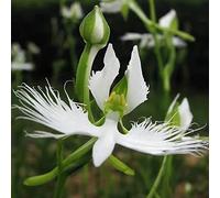 habenaria radiata, Orchidea bianca garzetta, Pecteilis radiata, silvestre da balcone perenne resistenti silvestre da ufficio semi giardino 550pz