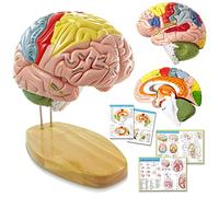 HADWYN Modello cervello umano con etichette, modello anatomico a grandezza naturale per imparare le scienze in classe, modello medico, 9 colori per identificare le funzioni cerebrali, per insegnare le