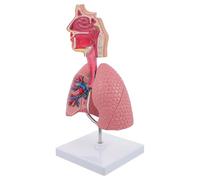 HAKIDZEL Anatomico del Polmone Umano Facile da Identificare per Insegnamento Design Realistico in Pvc per Lezioni di Fisiologia e Anatomia