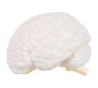 HAKIDZEL Modello Anatomico del Cervello Umano Smontabile 3 Parti Strumento di Apprendimento per e Laboratori Scientifici Materiale Robusto