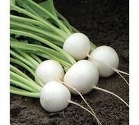 Hakurei F1 Rapa 200 Seeds This Is What Sets the Standard for Flavor: Package Contains Seeds