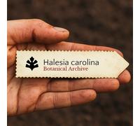 Halesia carolina SEEDS - - SEMI Campanella della Carolina | Albero dei bucaneve