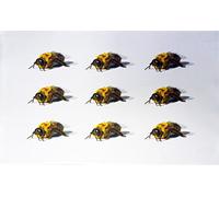 Half a Donkey Strofinaccio, Cotone, Bianco, 48 x 79 cm