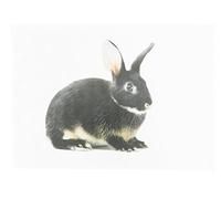 Half a Donkey The Little Grey Bunny - Strofinaccio grande in cotone