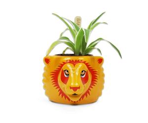 Half Moon Bay Vaso per Piante da Interno Harry Potter Grifondoro | Vaso per Piante in Ceramica e vasi per Piante da Interno | Regali di Harry Potter per Ragazze | Regali di Harry Potter per Donne |