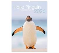 Hallo Pinguin (Wandkalender 2026 DIN A2 hoch), CALVENDO Monatskalender: Ein Jahr lang Pinguine auf den Falklandinseln.