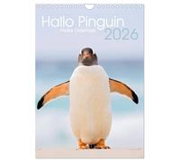 Hallo Pinguin (Wandkalender 2026 DIN A4 hoch), CALVENDO Monatskalender: Ein Jahr lang Pinguine auf den Falklandinseln.