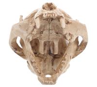 Halloween Animal Bonsai Decoration Teschio Animale in Resina Gatto Decorativo