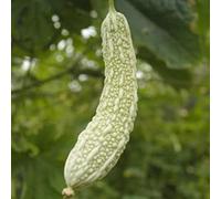 Haloppe 20 pezzi semi di zucca amara bianca per piantare il giardino di casa, semi di melone amaro semi di giardino di zucca amara bianca lunga sana Semi Di Zucca Amara