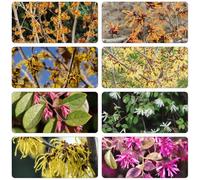 hamameli da giardino del balcone semi di semi biologici acquistare interni scalatrici resistenti all'inverno decorazione sala 200pcs