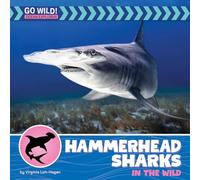 Hammerhead Sharks in the Wild