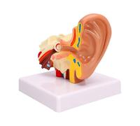 Hamwesh Modello anatomico dell'orecchio umano ingrandito 1,5 volte | Materiale in PVC, modello 3D dell\'orecchio interno medio esterno per dimostrazioni mediche, insegnamento in classe
