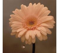 HANA WA SAKU PROJECT - HANA HA SAKU [] [Import]