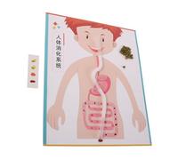 HANABASS 4 Set Modelli Digerente DIY per Kit Esperimenti Scientifici Educativi per Scuola e Materiale Manuale per Apprendimento Interattivo