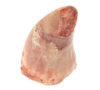 HANABASS di denti canglong oggetti di scena in classe esemplare paleontologico di dente denti scheletri di dinosauri denti di dinosauro Pietra Marrone chiaro
