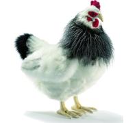 Hansa Toy 5034 Polli Bianco Nero 40 CM Pupazzo Animale Peluche
