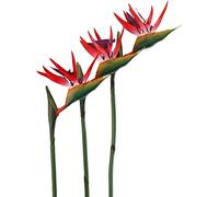 HAOSHICS 3 fiori artificiali per uccelli celesti, finti uccelli del paradiso Strelitzia, piante in finta seta, per casa, ufficio, matrimonio, decorazione Centerpeice (grande, rosso)