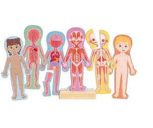 Hape Puzzle Magnetico Del Corpo Umano - Set di Puzzle Tematici per Bambini, Gioco di Logica e Sviluppo delle Abilità Motorie