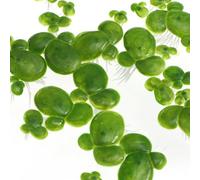 HAPINARY 2 confezioni di piante ornamentali con radice per acquari, 36 piante acquatiche galleggianti per acquari naturali, design sicuro per pesci