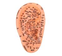 HAPINARY Auricolare Per Agopuntura Pratica Di Studio Anatomico Falso Plastica Portatile Riutilizzabile Simulazione 3d