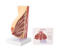 Hapivida Modello anatomico della sezione trasversale, modello di anatomia del busto in allattamento, con manuale dell'utente per l'insegnamento e la formazione per l'educazione medica del