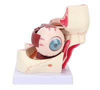 Hapivida Modello anatomico oculare, modello di bulbo oculare umano allargato, ingrandimento 3x, con stand, per l'educazione scientifica Gli studenti studiano mostra l'insegnamento medico