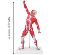 Hapivida Modello di anatomia muscolare umana, figura del sisteme muscolare, 50 cm, con consistenza muscolare di base e limpida, per l'insegnamento di fisiologia medica