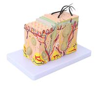 Hapivida Modello Pelle Umana, Modello Anatomico Ingrandito 35X Struttura Pelle con Capelli, Strumento Didattico per Studio Medico e Formazione, PVC, per Scuole e Saloni di Bellezza