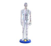harayaa Modello di agopuntura medica cinese, altezza 40 cm con base di supporto, modello di agopuntura umana in PVC a figura per studenti di pratica, Bianco