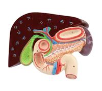 harayaa Modello di Anatomia Dello Stomaco Umano per Dimostrazione Didattica in Aula