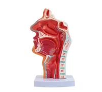 harayaa Modello di Faringe Sezionato | In PVC, Modello strutturale nasale faringe, Didattico, per Aula, Clinica, Laboratorio, Insegnanti, Senza Numeri