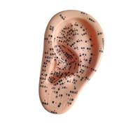 harayaa Modello di insegnamento dell'orecchio dell'orecchio dell'orecchio umano con punti di punta PROPSE PRATICHE di ASSIUTTO INFORMAZIONE per LA, Sinistra