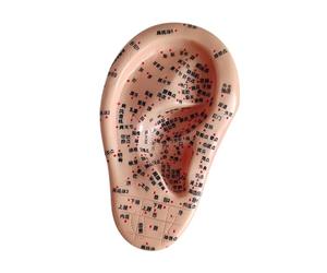 harayaa Modello di insegnamento dell'orecchio dell'orecchio dell'orecchio umano con punti di punta PROPSE PRATICHE di ASSIUTTO INFORMAZIONE per LA, Giusto