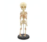 harayaa Modello Scheletro Neonato Anatomia Aiuto Didattico Modello Scheletro Miniatura Struttura Ossea in Pvc con Asta Centrale E Base Tonda per Dimostrazioni