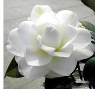 Hardware Tribe 60 semi di camelia, camelia cinese, luogo di nascita della camelia, colorato e tenace, sempreverde tutto l'anno, disponibile, adatto per giardini e bonsai.