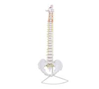 Harilla Anatomica Colonna Vertebrale Modello Spina Dorsale Scheletro Pelvi PVC Articolato con Supporto Metallo Flessibile per Lezioni Consulti Clinici Dimostrazioni Educative 80cm