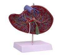 Harilla Strumento didattico per modelli di fegato umano, modello realistico di anatomia degli organi interni per l'apprendimento, l'educazione dei