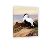 Hau3sh3a Archibald Thorburn Stampa su tela Common Eider Ducks Quadro Riproduzione su tela Telaio Uccelli Poster Decorazione Parete Soggiorno Camera da Letto80x60cm(31x24in) Con cornice