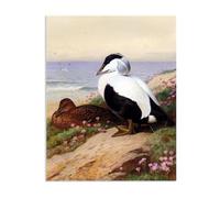 Hau3sh3a Archibald Thorburn Stampa su tela Common Eider Ducks Quadro Riproduzione su tela Telaio Uccelli Poster Decorazione Parete Soggiorno Camera da Letto50x40cm(20x16in) Senza cornice