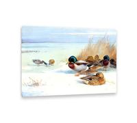 Hau3sh3a Archibald Thorburn Stampa su tela Germaniosi su un lago congelato Quadro Riproduzione su tela Telaio Uccelli Poster Decorazione Parete Soggiorno Camera da Letto55x40cm(22x16in) Con cornice