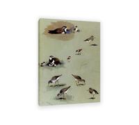 Hau3sh3a Archibald Thorburn Stampa su tela Studio di crema di sabbia di sabbia color Quadro Riproduzione su tela Telaio Uccelli Poster Decorazione Parete Soggiorno Camera55x40cm(22x16in) Con cornice