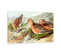 Hau3sh3a Archibald Thorburn Stampa su tela Un trio di nodi Quadro Riproduzione su tela Telaio Uccelli Poster Decorazione Parete Soggiorno Camera da Letto45x30cm(18x12in) Con cornice