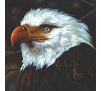 hawk is howling