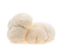 Hawlik Pilzbrut - coltura di criniera di leone BIO - Hericium erinaceus facile da coltivare da soli - set per la coltivazione di funghi Lions Mane