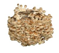 Hawlik Pilzbrut - Coltura di shiitake BIO da coltivare da soli XXL - funghi shiitake facili da coltivare e da raccogliere - kit coltivazione funghi - coltura di funghi