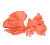 Hawlik Pilzbrut - Cultura biologica per rose, 2,5 kg, facile da coltivare anche i lati delle rose, set per coltivare funghi, set completo per la casa, ideale per i principianti