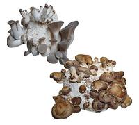 Hawlik Pilzbrut I L'originale I Miscela biologica di funghi I 2 colture per l'auto-coltivazione I Funghi shiitake e Pleurotus eryngii I Funghi freschi facili da coltivare
